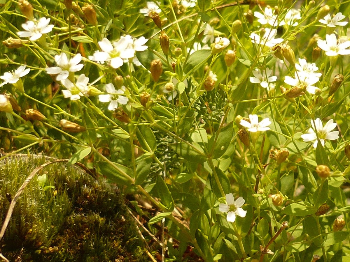 Atocion rupestre (Caryophyllaceae)